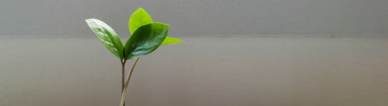 MoneyPlant